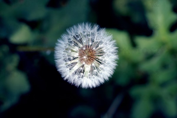 Dandelion seed head