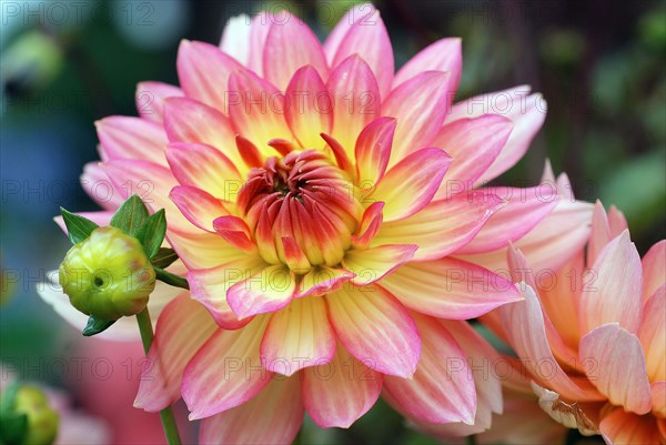 Dahlias